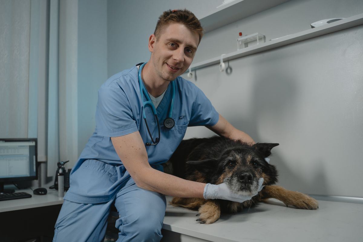 A veterinarian caring for a dog at a clinic