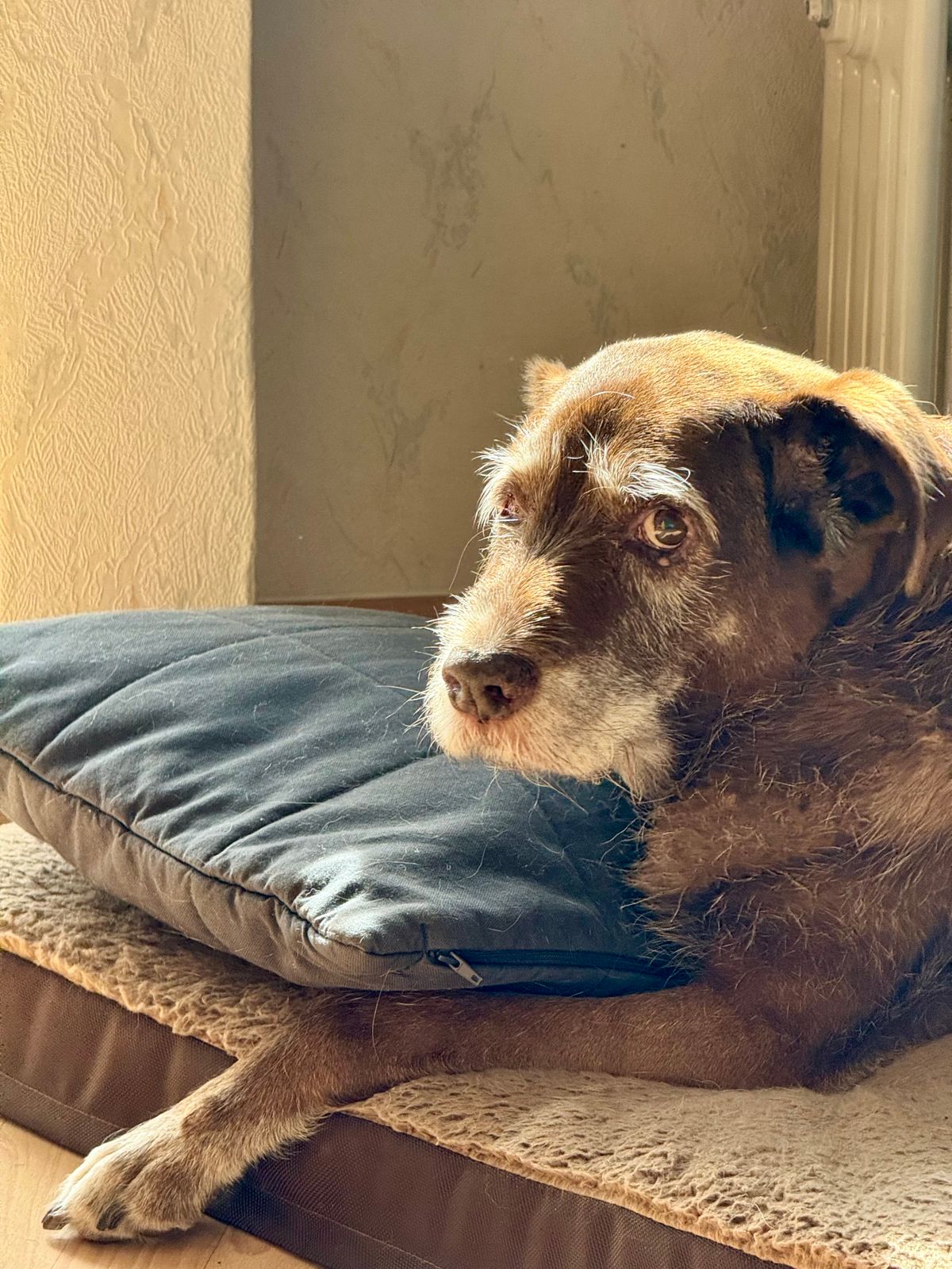 A dog resting comfortably on a cushion at home