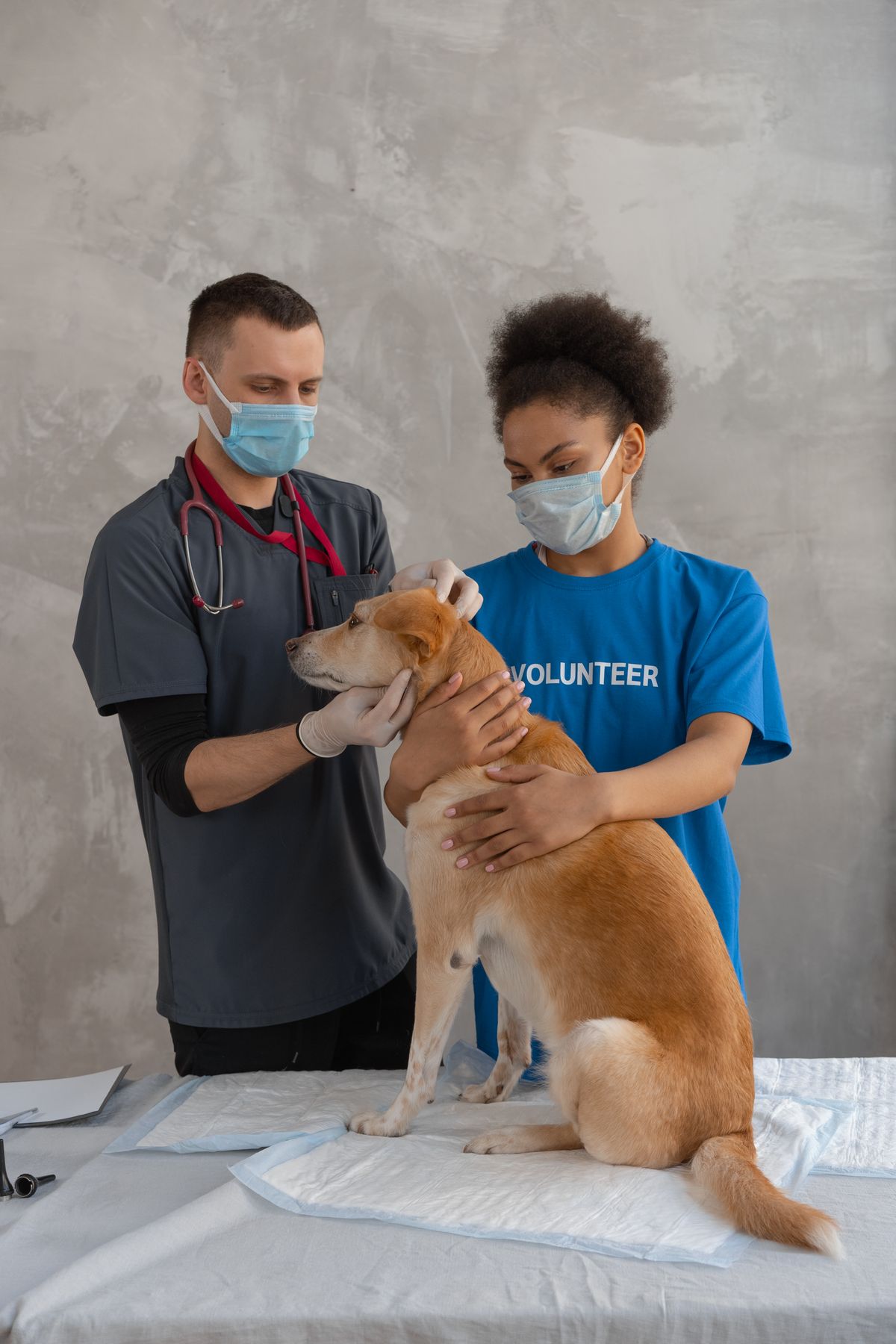 Volunteers helping a dog during veterinary care