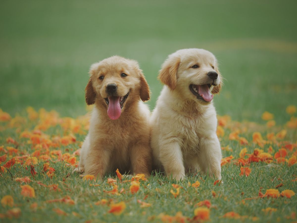 Two puppies sitting together outdoors
