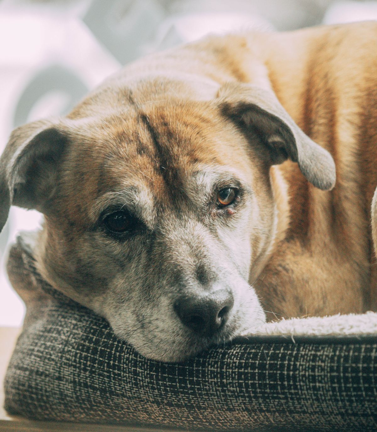 An older dog resting in a comfortable bed