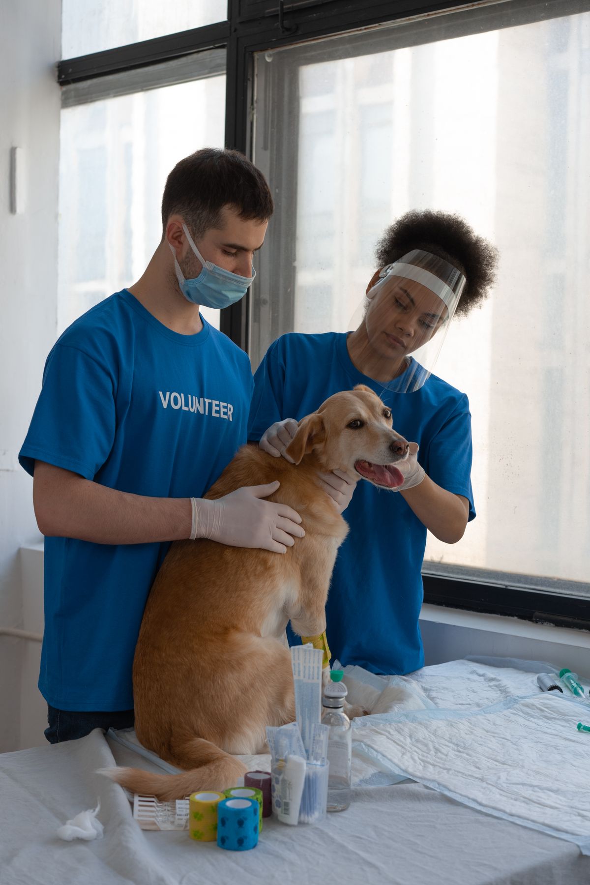 Volunteers providing care for a dog