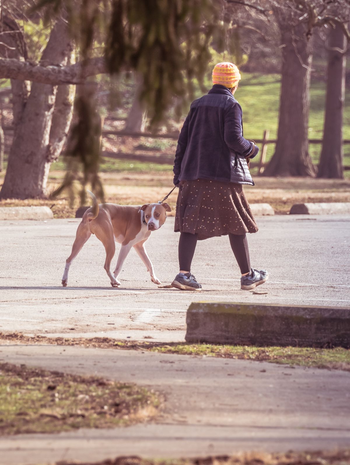 A dog and its companion walking outdoors